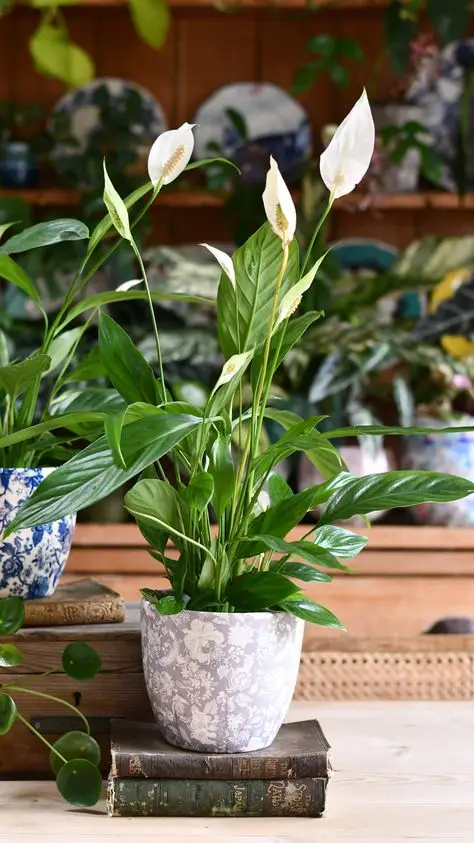 Peace lily in a grey and white flower pot